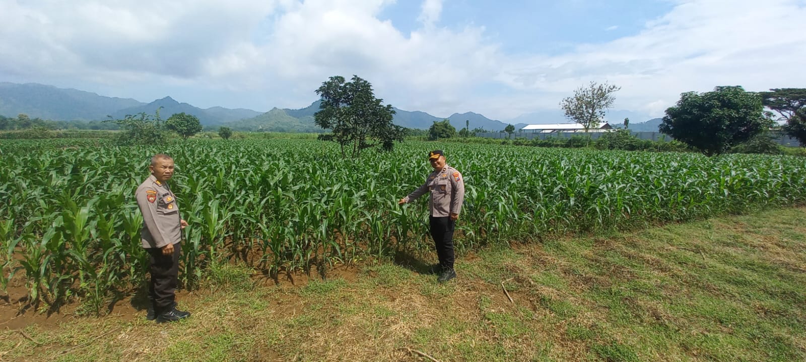 Dukung Ketahanan Pangan, Kabag SDM Polres Tulungagung Monitoring Jagung di Desa Bendungan