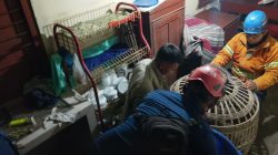 Monyet Lepas dari Kandang Serang Dua Warga di Bareng, Damkar Jombang Lakukan Evakuasi