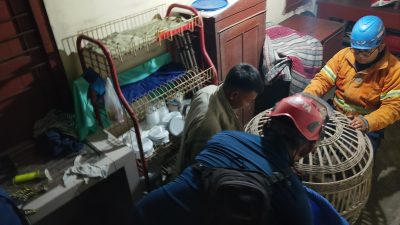 Monyet Lepas dari Kandang Serang Dua Warga di Bareng, Damkar Jombang Lakukan Evakuasi