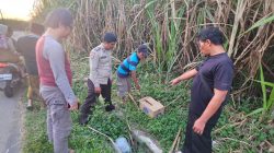 Penemuan Bayi Perempuan Meninggal di Kebun Tebu Malang Gegerkan Warga, Polisi Lakukan Penyelidikan