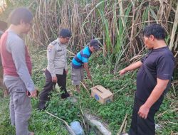 Penemuan Bayi Perempuan Meninggal di Kebun Tebu Malang Gegerkan Warga, Polisi Lakukan Penyelidikan