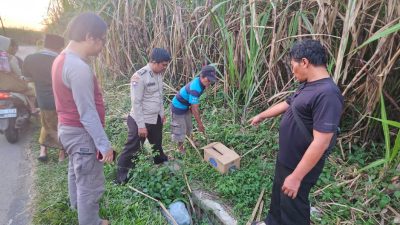 Penemuan Bayi Perempuan Meninggal di Kebun Tebu Malang Gegerkan Warga, Polisi Lakukan Penyelidikan