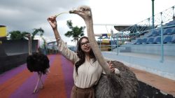 Libur Sekolah, Drive Thru Park Jatim Park 2 Tawarkan Pengalaman Berinteraksi Langsung dengan Burung Unta