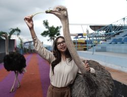 Libur Sekolah, Drive Thru Park Jatim Park 2 Tawarkan Pengalaman Berinteraksi Langsung dengan Burung Unta