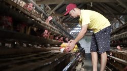 Harga Telur di Ponorogo Anjlok, Peternak Jual Rp18 Ribu per Kilogram