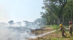 Bakar Daduk, Lahan Tebu di Ngancar Terbakar, Kerugian Capai Rp100 Juta