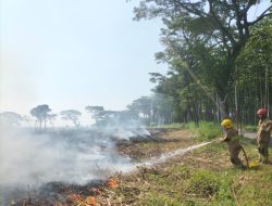 Bakar Daduk, Lahan Tebu di Ngancar Terbakar, Kerugian Capai Rp100 Juta