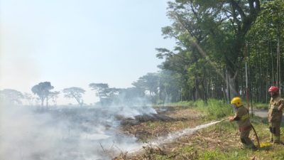 Bakar Daduk, Lahan Tebu di Ngancar Terbakar, Kerugian Capai Rp100 Juta