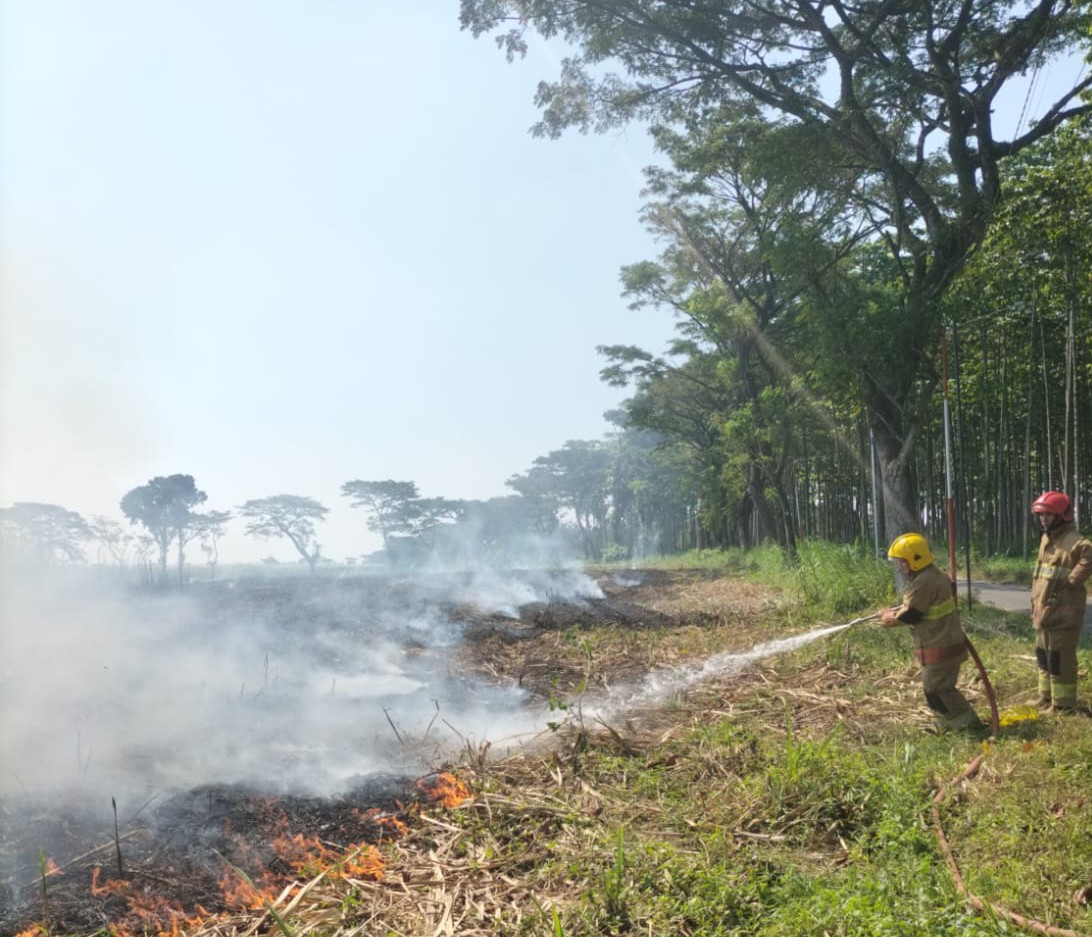 Bakar Daduk, Lahan Tebu di Ngancar Terbakar, Kerugian Capai Rp100 Juta