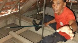 Biawak Masuk Rumah, Petugas Damkar Pare Berhasil Evakuasi Reptil dari Plafon