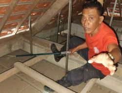 Biawak Masuk Rumah, Petugas Damkar Pare Berhasil Evakuasi Reptil dari Plafon