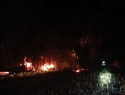 Bakar Sisa Daun Bambu, Api Merembet dan Hanguskan Rumpun Bambu di Grogol