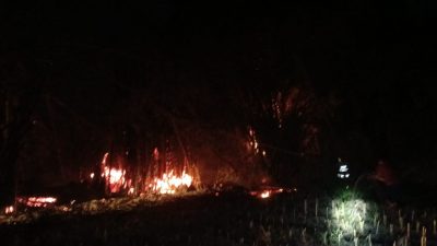 Bakar Sisa Daun Bambu, Api Merembet dan Hanguskan Rumpun Bambu di Grogol