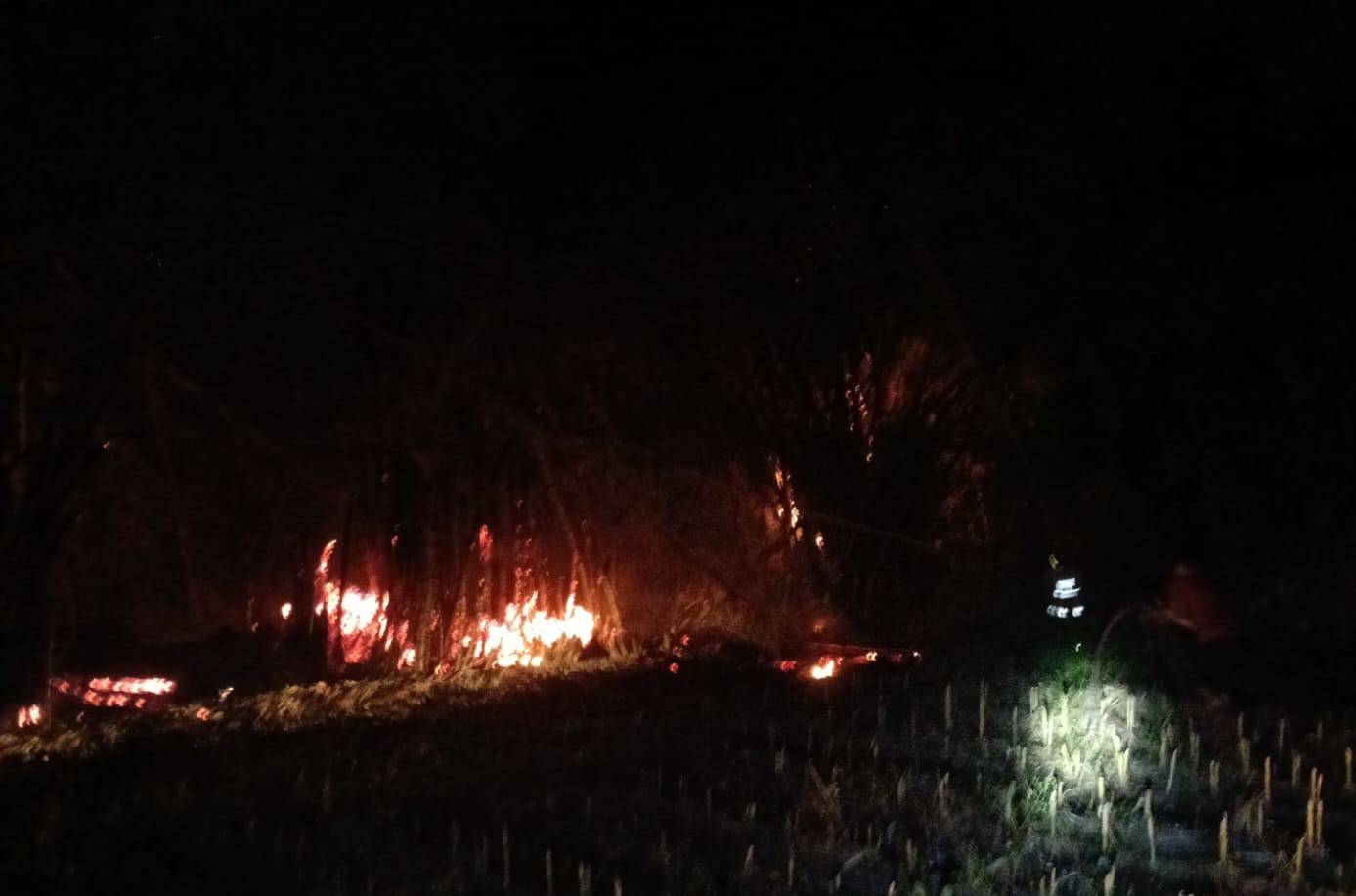Bakar Sisa Daun Bambu, Api Merembet dan Hanguskan Rumpun Bambu di Grogol