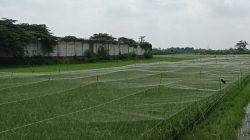 Jelang Panen, Petani Desa Putih Pasang Paranet untuk Lindungi Padi dari Serangan Burung