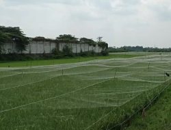 Jelang Panen, Petani Desa Putih Pasang Paranet untuk Lindungi Padi dari Serangan Burung