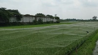 Jelang Panen, Petani Desa Putih Pasang Paranet untuk Lindungi Padi dari Serangan Burung