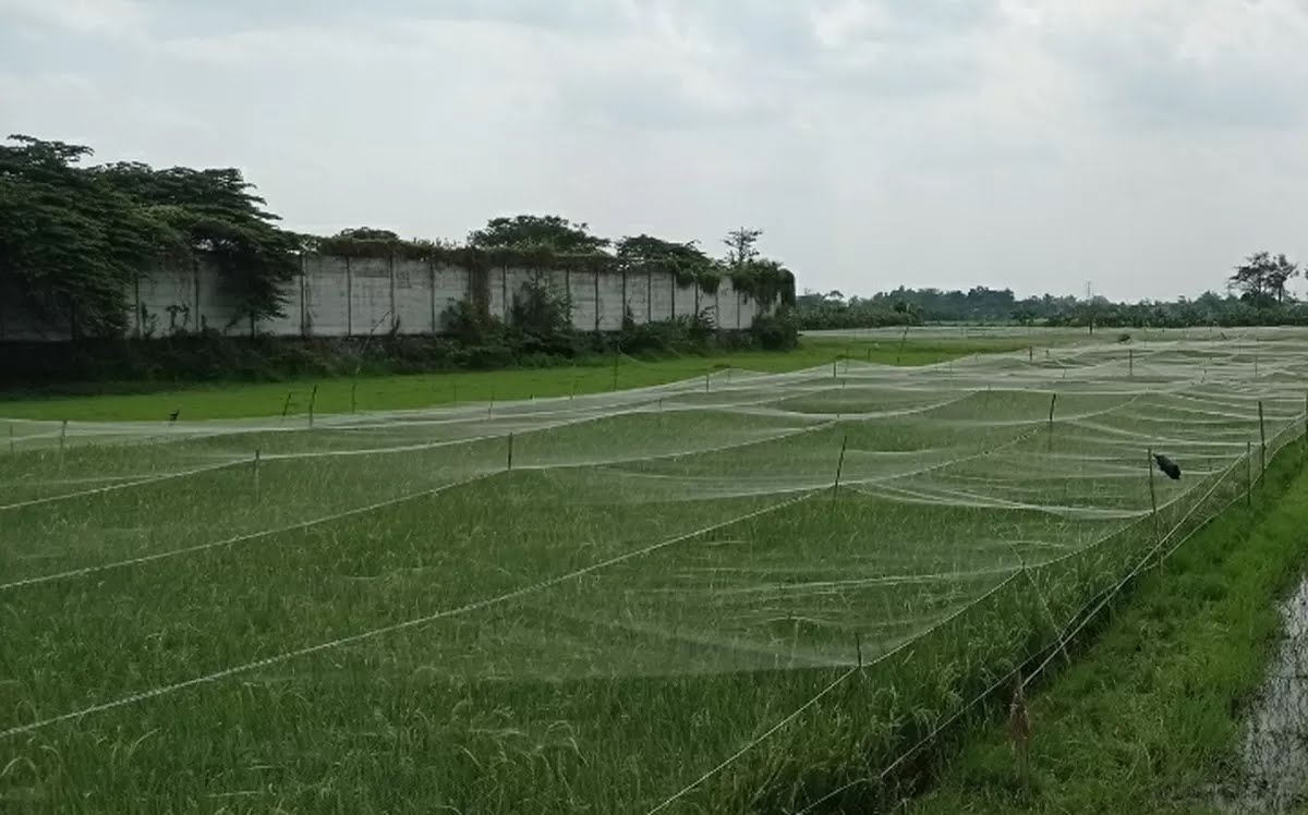 Jelang Panen, Petani Desa Putih Pasang Paranet untuk Lindungi Padi dari Serangan Burung