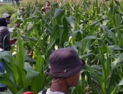 Musim Kemarau, Dispertabun Kediri Imbau Petani Tingkatkan Antisipasi Serangan Hama