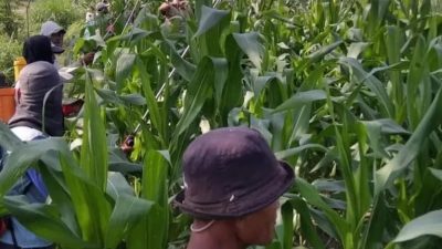 Musim Kemarau, Dispertabun Kediri Imbau Petani Tingkatkan Antisipasi Serangan Hama