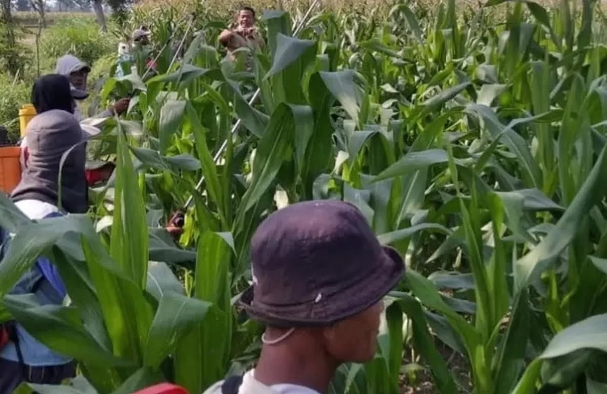 Musim Kemarau, Dispertabun Kediri Imbau Petani Tingkatkan Antisipasi Serangan Hama