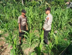 Bhabinkamtibmas Lorejo Wujudkan Swasembada Pangan Melalui Patroli Dialogis ke Petani