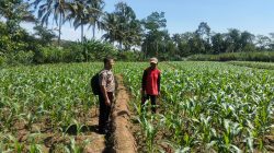 Bhabinkamtibmas Polsek Kesamben Aktif Dampingi Petani, Dukung Program Ketahanan Pangan Nasional