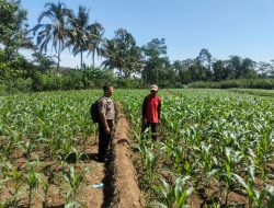 Bhabinkamtibmas Polsek Kesamben Aktif Dampingi Petani, Dukung Program Ketahanan Pangan Nasional