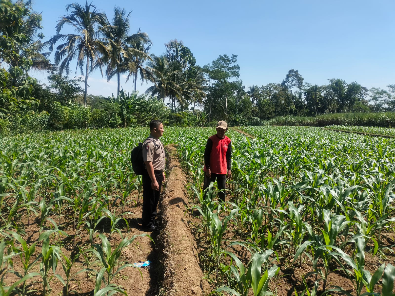 Bhabinkamtibmas Polsek Kesamben Aktif Dampingi Petani, Dukung Program Ketahanan Pangan Nasional