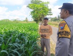 Bhabinkamtibmas Polsek Wlingi Dampingi Petani, Dukung Program Ketahanan Pangan Nasional
