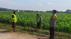 Bhabinkamtibmas Kembangarum Sambangi Petani Jagung, Perkuat Dukungan Ketahanan Pangan Nasional