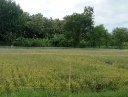 Dispertabun Kabupaten Kediri Kerahkan PPL Pantau Lahan Padi Rawan Fuso