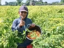 Harga Timun di Kediri Naik Jadi Rp13.000 per Kilogram, Cabai Rawit Justru Anjlok ke Rp40.000