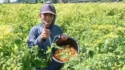 Harga Timun di Kediri Naik Jadi Rp13.000 per Kilogram, Cabai Rawit Justru Anjlok ke Rp40.000
