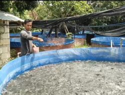 Dinas Perikanan Kabupaten Kediri Imbau Pembudidaya Waspadai Kesehatan Ikan Saat Musim Kemarau