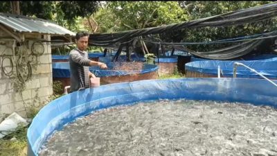 Dinas Perikanan Kabupaten Kediri Imbau Pembudidaya Waspadai Kesehatan Ikan Saat Musim Kemarau