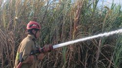 Diduga Akibat Pembakaran Daduk, Lahan Tebu Milik Warga Petok Mojo Terbakar, Kerugian Capai Rp70 Juta