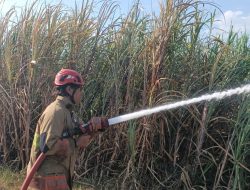Diduga Akibat Pembakaran Daduk, Lahan Tebu Milik Warga Petok Mojo Terbakar, Kerugian Capai Rp70 Juta