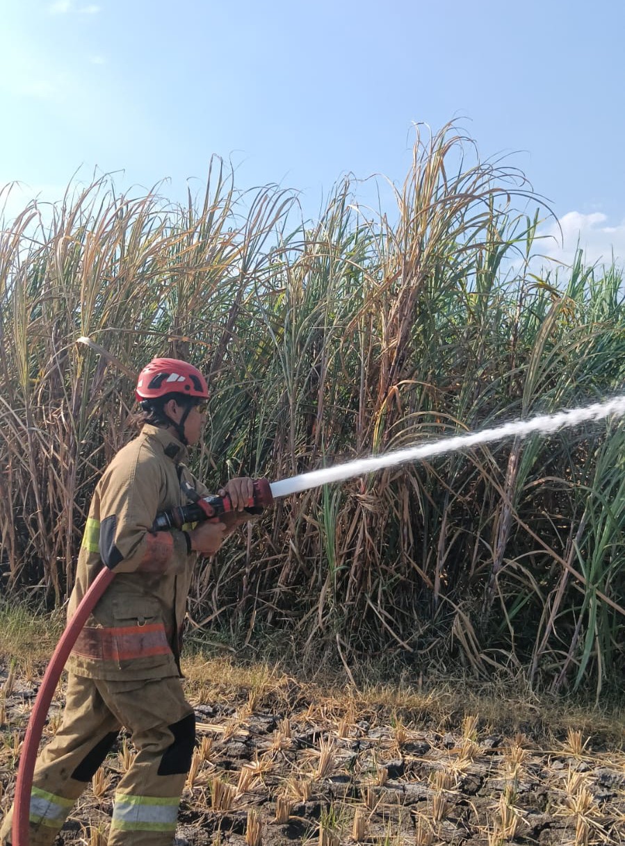 Diduga Akibat Pembakaran Daduk, Lahan Tebu Milik Warga Petok Mojo Terbakar, Kerugian Capai Rp70 Juta