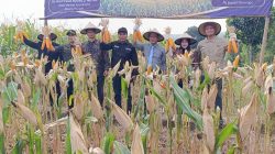 Wamenko Pangan Panen Jagung di Ponorogo, Ajak Daerah Perkuat Swasembada Pangan Nasional