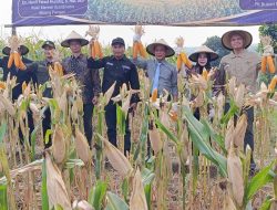 Wamenko Pangan Panen Jagung di Ponorogo, Ajak Daerah Perkuat Swasembada Pangan Nasional
