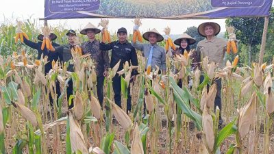 Wamenko Pangan Panen Jagung di Ponorogo, Ajak Daerah Perkuat Swasembada Pangan Nasional