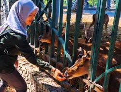 Kondisi Rusa Jawa di Pendopo Tulungagung Berangsur Pulih, Berat Badan Naik hingga 25 Persen