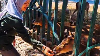 Kondisi Rusa Jawa di Pendopo Tulungagung Berangsur Pulih, Berat Badan Naik hingga 25 Persen
