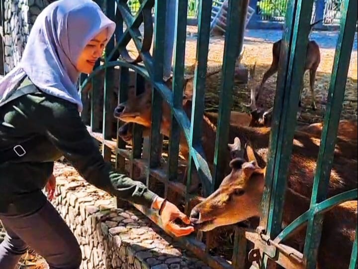 Kondisi Rusa Jawa di Pendopo Tulungagung Berangsur Pulih, Berat Badan Naik hingga 25 Persen