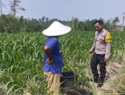 Bhabinkamtibmas Desa Gadungan Dukung Program Ketahanan Pangan Lewat Pendampingan Petani
