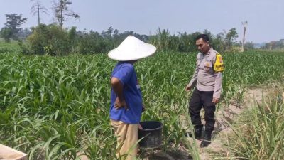 Bhabinkamtibmas Desa Gadungan Dukung Program Ketahanan Pangan Lewat Pendampingan Petani