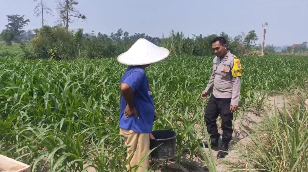 Bhabinkamtibmas Desa Gadungan Dukung Program Ketahanan Pangan Lewat Pendampingan Petani