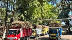 Hari Giling ke-38, PG Pesantren Baru Capai Giling Dua Juta Kuintal Tebu, Ini Infonya