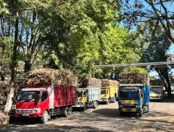 Hari Giling ke-38, PG Pesantren Baru Capai Giling Dua Juta Kuintal Tebu, Ini Infonya